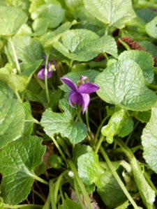 Violette Institut Hildegardien