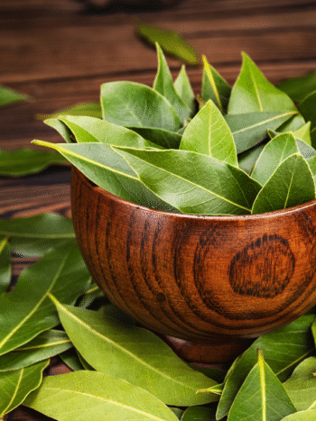 baume laurier Hildegarde de Bingen