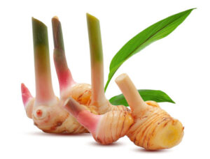 galanga rhizome hildegarde
