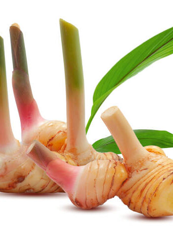 galanga rhizome hildegarde