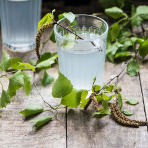 boisson sève de bouleau