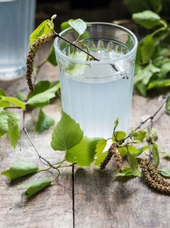 boisson sève de bouleau