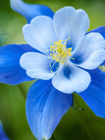 gouttes à l'ancolie