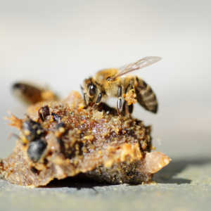LA RÉCOLTE DE LA PROPOLIS PAR LES ABEILLES
