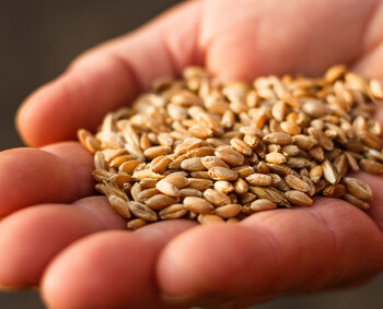 grand épeautre non hybridé