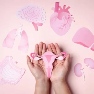 Cycle menstruel de la femme