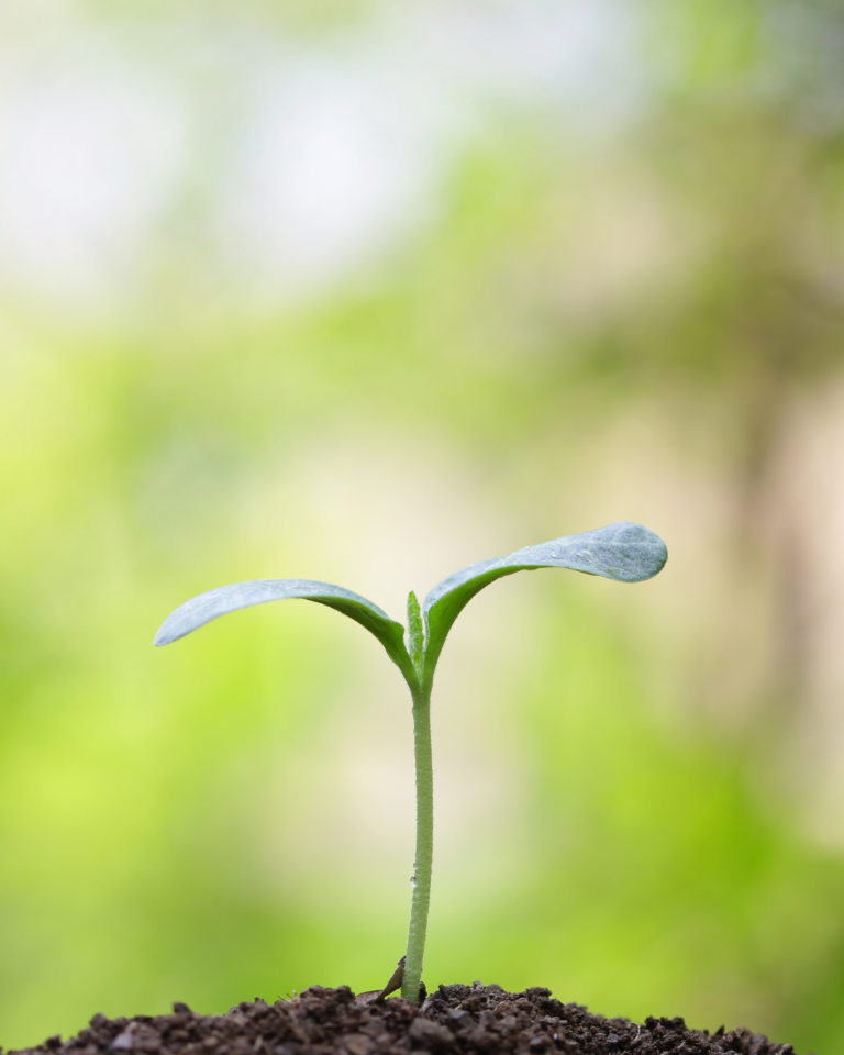 valeurs Institut Hildegardien